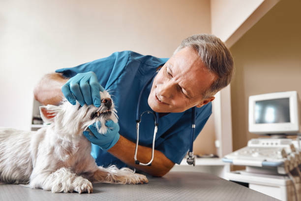 Best Cosmetic Emergency Dentistry in Brookhaven, WV